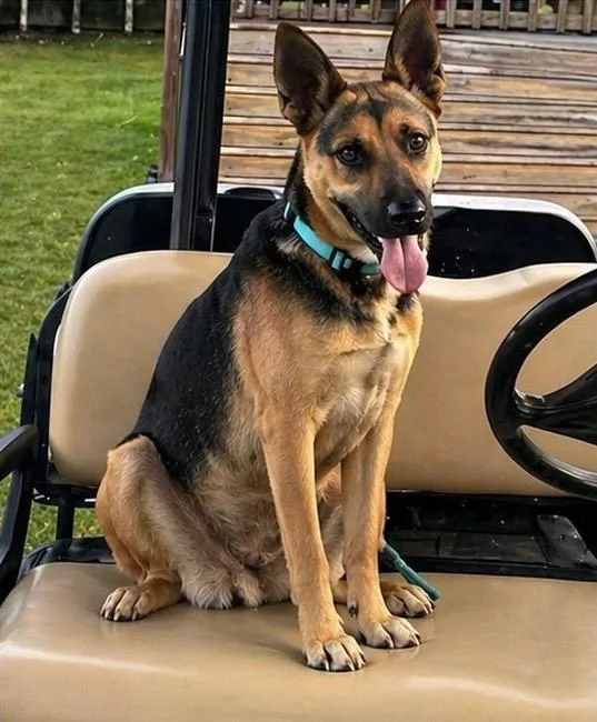 An adult medium-sized female Black German Shepherd Dog dog named Hope for adoption in Houston, TX