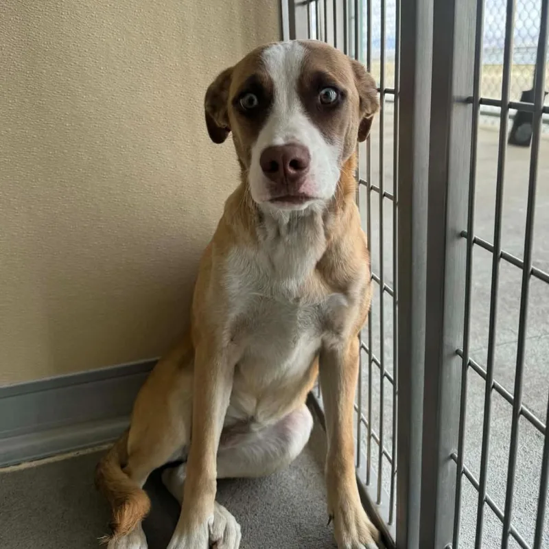 A young small-sized female Yellow / Tan / Blond / Fawn Pug dog named Janey for adoption in Incline Village, NV