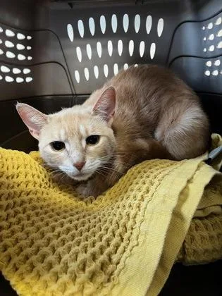 A young medium-sized female Domestic Short Hair cat named Mango for adoption in Missoula, MT