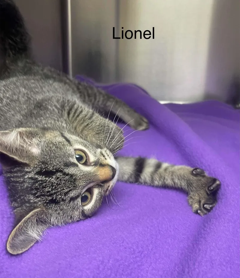 A baby medium-sized male Tabby (Brown / Chocolate) Tabby cat named Lionel for adoption in Wyandotte, MI