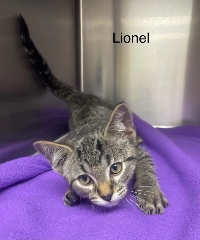Lionel thumbnail 3