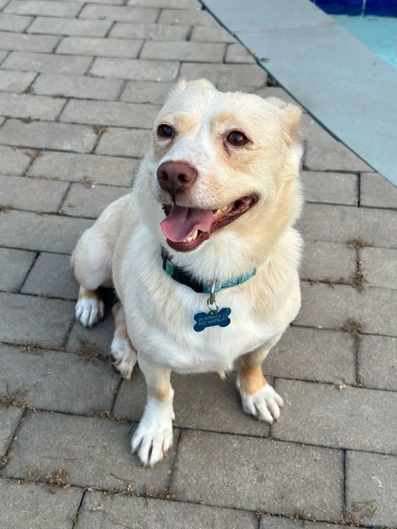 A young medium-sized female Hound dog named Queenly for adoption in Albertson, NY