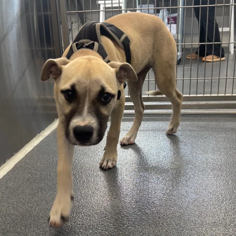 A young medium-sized female Yellow / Tan / Blond / Fawn Terrier dog named Berry for adoption in Montgomery, AL