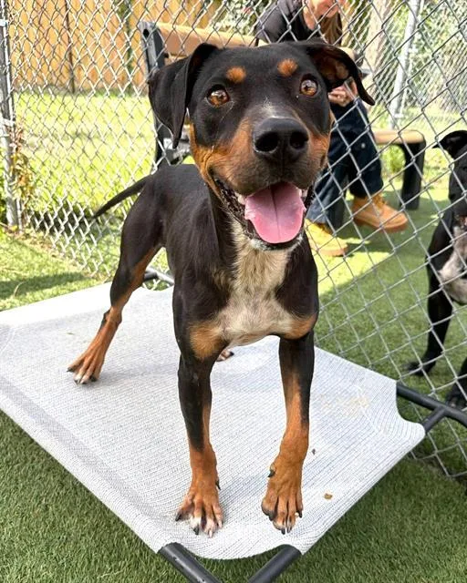 A young medium-sized male Mixed Breed dog named Finn for adoption in Columbia, SC