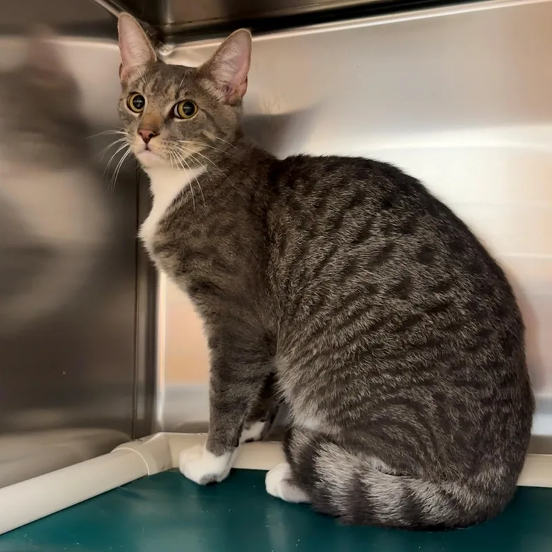 An adult medium-sized male Tabby (Gray / Blue / Silver) Domestic Short Hair cat named Leon for adoption in St. Augustine, FL