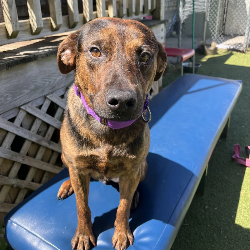 A young medium-sized male Labrador Retriever dog named Orbee for adoption in New Bedford, MA
