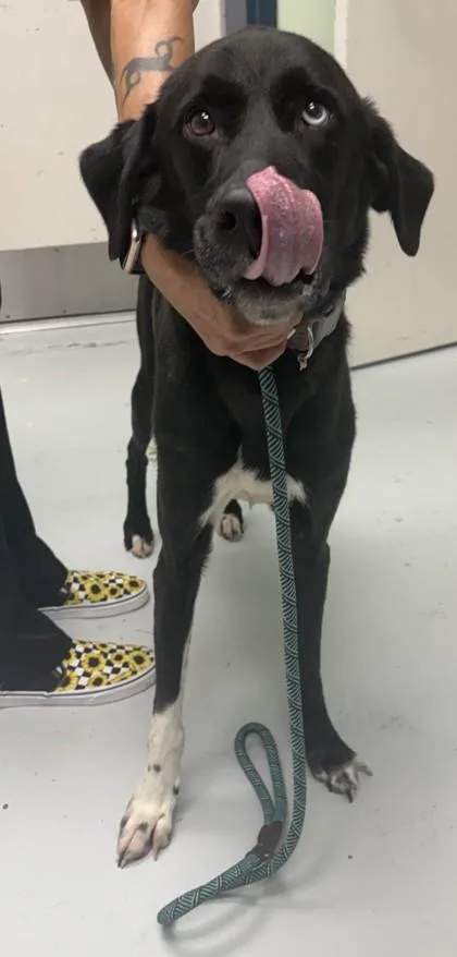 A senior large-sized female Labrador Retriever dog named Remi for adoption in Savannah, GA