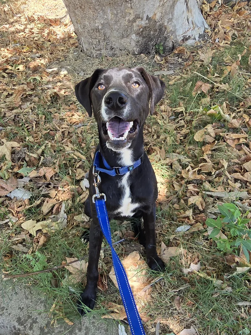 A young medium-sized female Black Labrador Retriever dog named Reya for adoption in Cottonwood, CA