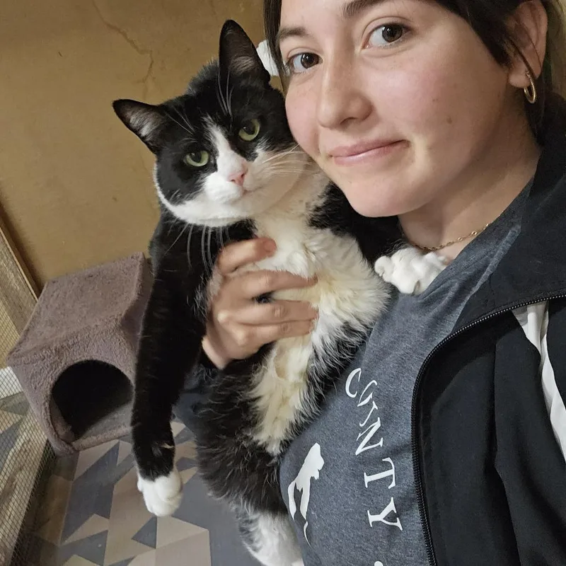 An adult large-sized male Black Domestic Medium Hair cat named Buddy for adoption in Delta, AL