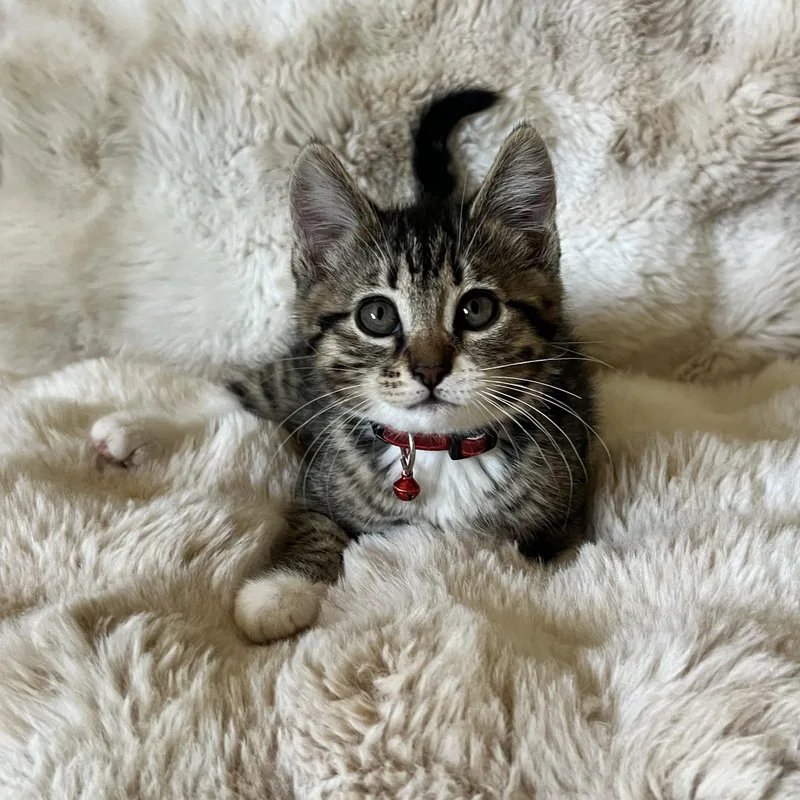 A baby medium-sized female Domestic Short Hair cat named Fuji for adoption in Penryn, CA