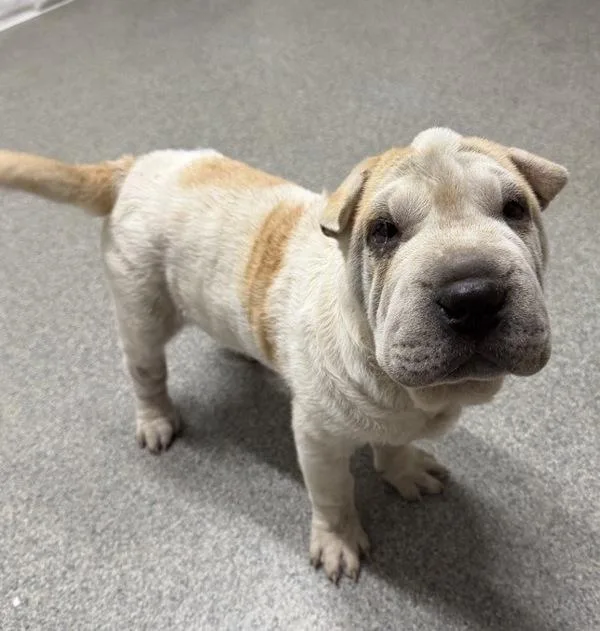 A baby medium-sized male Shar-Pei dog named Smoosh for adoption in Escondido, CA