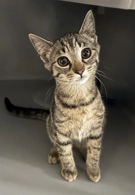 A baby small-sized female Domestic Short Hair cat named Nisha for adoption in Leesburg, VA