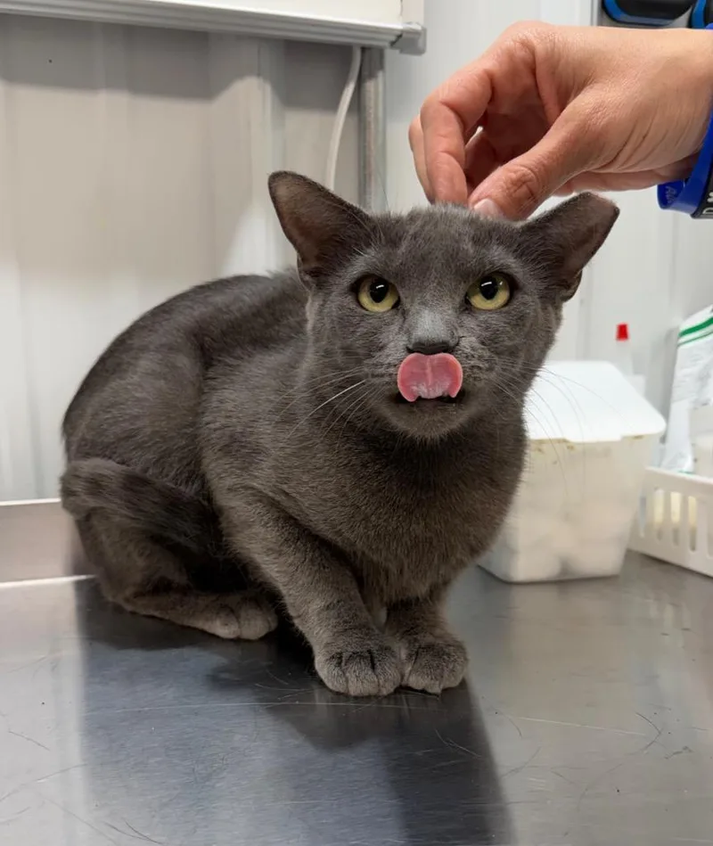 A young medium-sized female Domestic Short Hair cat named Thistle for adoption in Pierceton, IN