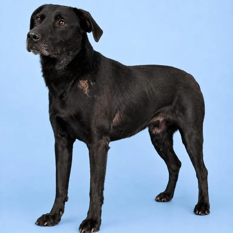 An adult medium-sized male Black Labrador Retriever dog named Lucky for adoption in Merritt Island, FL