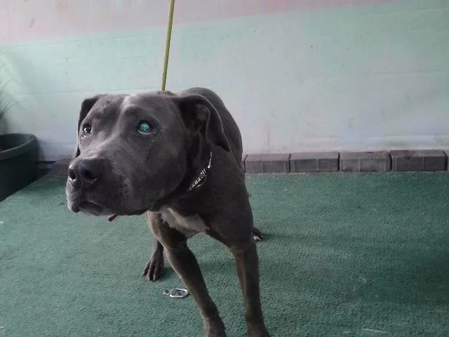 A young medium-sized female Pit Bull Terrier dog named A for adoption in Baldwin Park, CA
