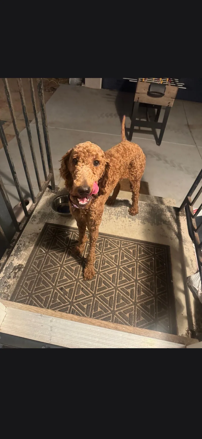 A baby medium-sized male Goldendoodle dog named Dodger for adoption in Torrance, CA