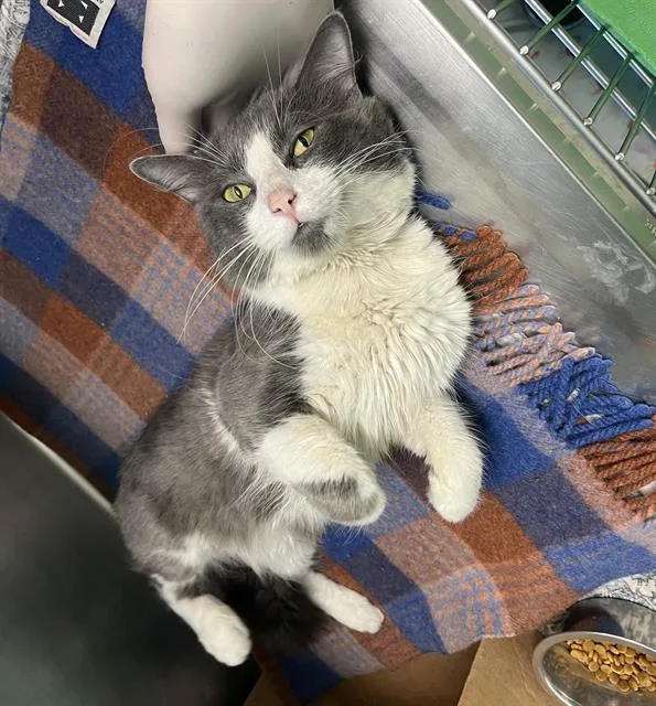 A young medium-sized male Domestic Short Hair cat named Lilo Fiv+ for adoption in Boston, MA