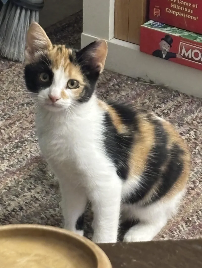 A baby medium-sized female Domestic Short Hair cat named Bubbles for adoption in Avon, NY