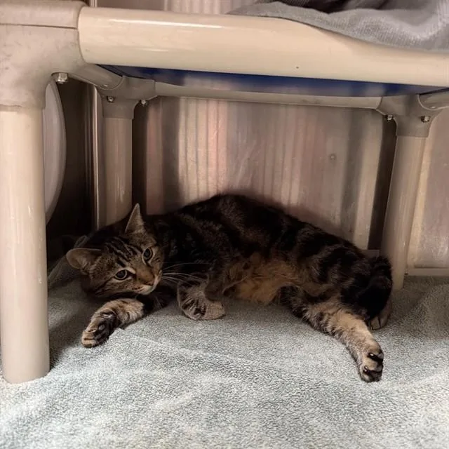 An adult small-sized female Domestic Short Hair cat named Lily for adoption in Alameda, CA