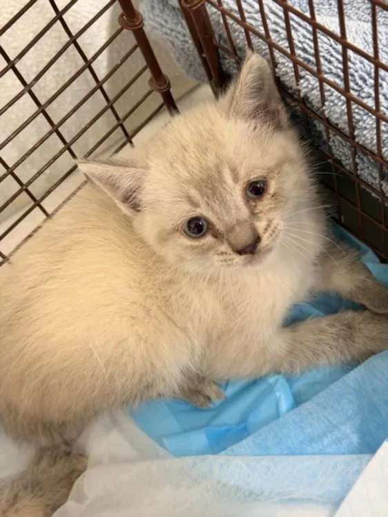 A baby small-sized female Domestic Short Hair cat named Irulan for adoption in Hayward, CA