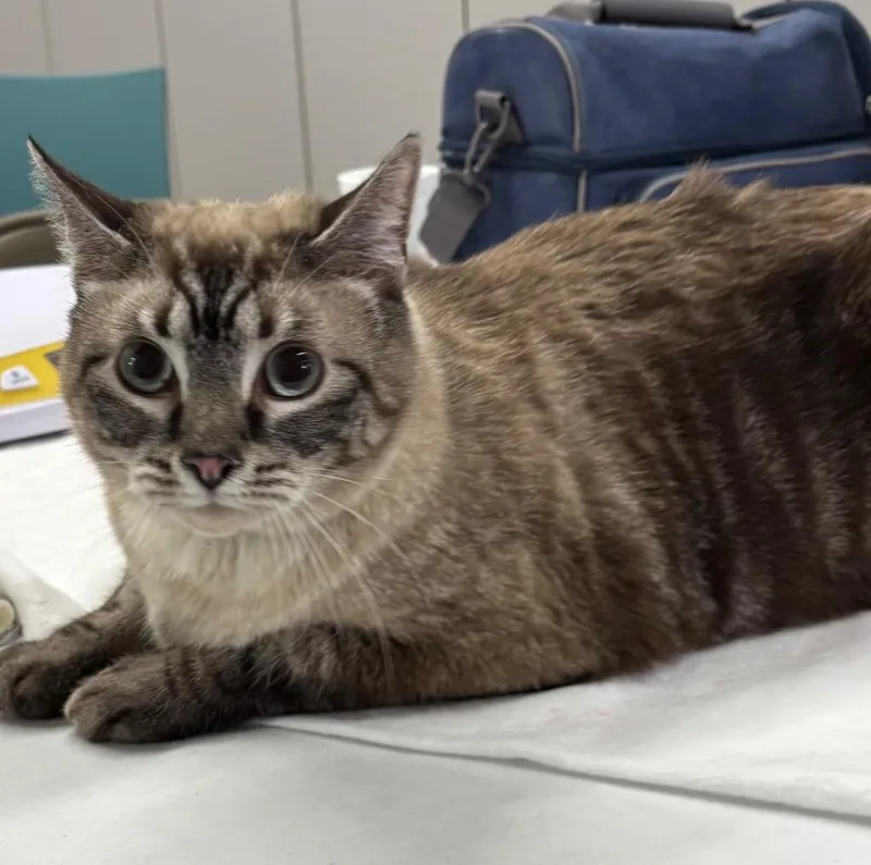 An adult medium-sized male Siamese cat named Bandit for adoption in Peoria, AZ