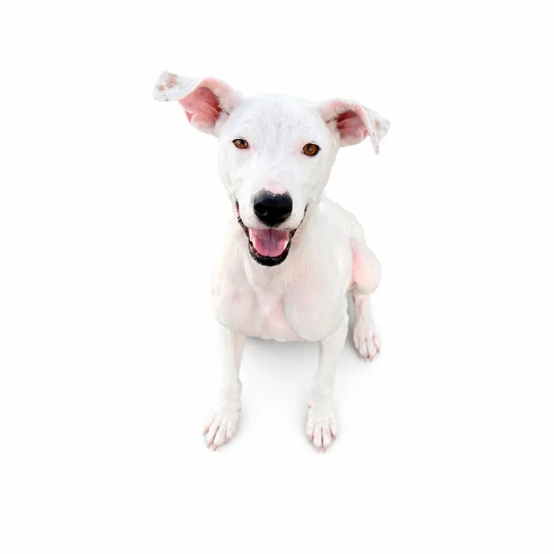 An adult small-sized female White / Cream Pit Bull Terrier dog named Luna for adoption in Scottsdale, AZ