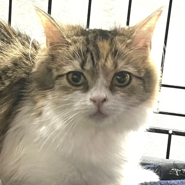 A young small-sized female Torbie Domestic Long Hair cat named Bella for adoption in Idaho Falls, ID