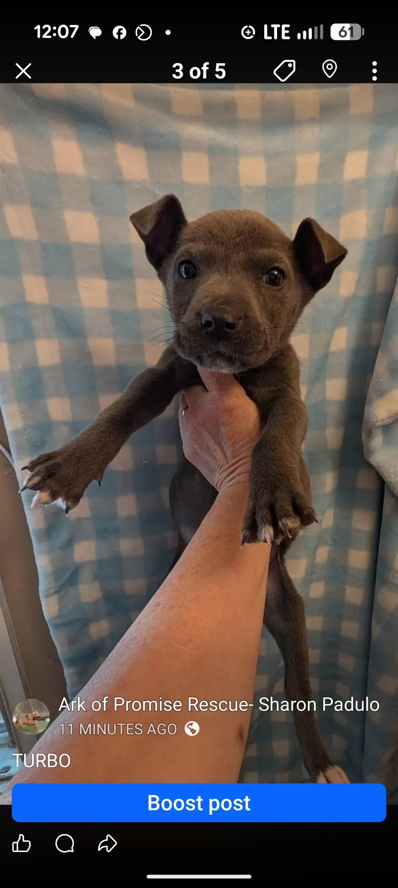 A baby medium-sized male Gray / Blue / Silver Terrier dog named Turbo for adoption in Browns Mills, NJ