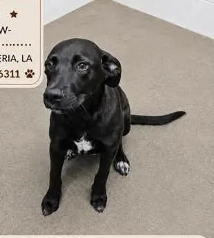 A baby medium-sized male Black Labrador Retriever dog named Rolo for adoption in North Berwick, ME