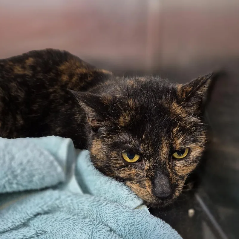An adult medium-sized female Tortoiseshell Domestic Short Hair cat named Lolli for adoption in Natick, MA