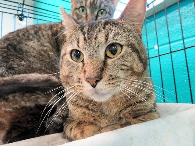 An adult large-sized male Domestic Short Hair cat named Mr.baby for adoption in Oklahoma City, OK