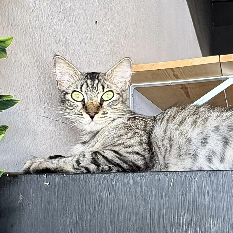 A young medium-sized female Tabby (Gray / Blue / Silver) Domestic Short Hair cat named Cashmere for adoption in Liverpool, TX