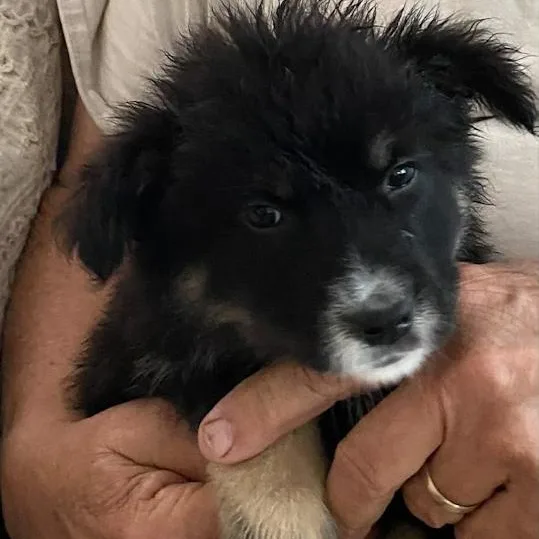 A baby medium-sized female Border Collie dog named Sugar for adoption in Toledo, OH