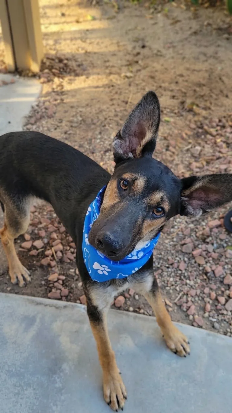 A baby medium-sized male German Shepherd Dog dog named Valentino for adoption in Anza, CA