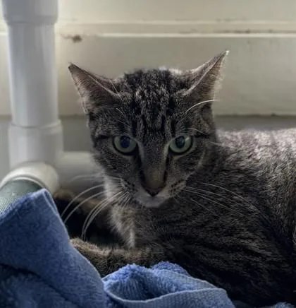 An adult small-sized female Domestic Short Hair cat named Pacsun for adoption in Honolulu, HI