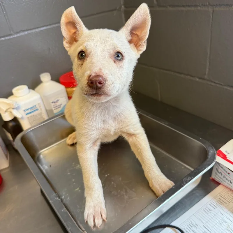 A baby small-sized female White / Cream Shepherd dog named Tuscstray___ for adoption in Tuscaloosa, AL