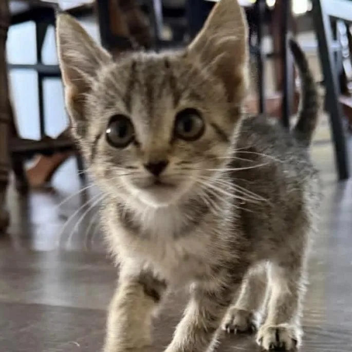 A baby small-sized female Domestic Short Hair cat named Tinkerbell for adoption in New Tazewell, TN