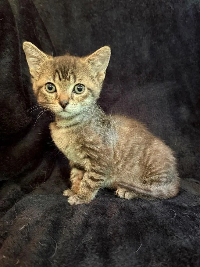 A baby medium-sized male Domestic Short Hair cat named Frederick The Great for adoption in Nashville, TN