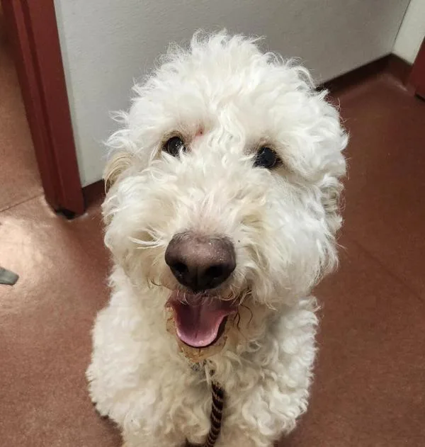 An adult large-sized male Labradoodle dog named Duke for adoption in Dublin, CA