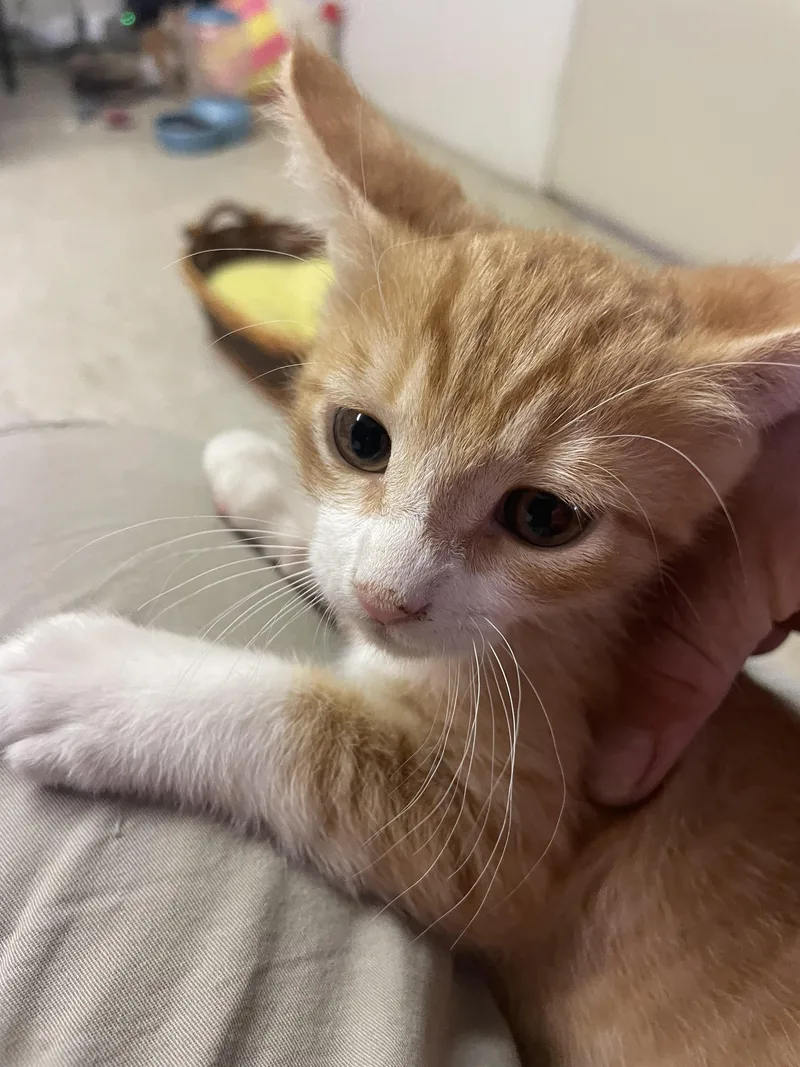 A baby small-sized male Domestic Short Hair cat named Buddy for adoption in Long Beach, CA
