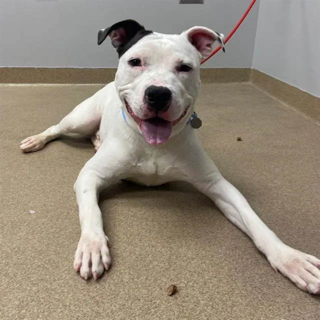 A young large-sized male Pit Bull Terrier dog named Randal for adoption in Aurora, CO