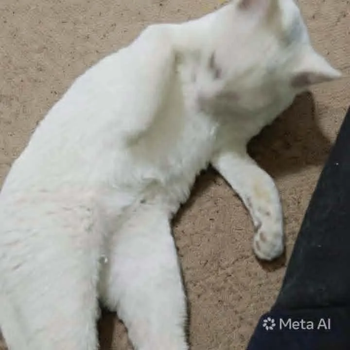 A baby small-sized male Gray & White Exotic Shorthair cat named Sahlab for adoption in WOLCOTT, CT