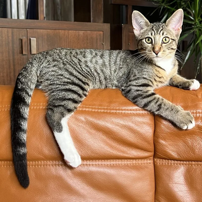 Chopstick thumbnail 2