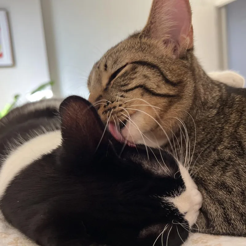 Chopstick thumbnail 3