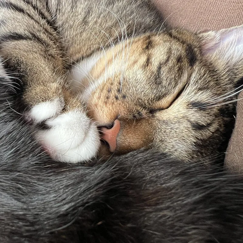 Chopstick thumbnail 4