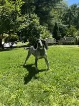 An adult large-sized male Coonhound dog named Skynyrd for adoption in Cashiers, NC