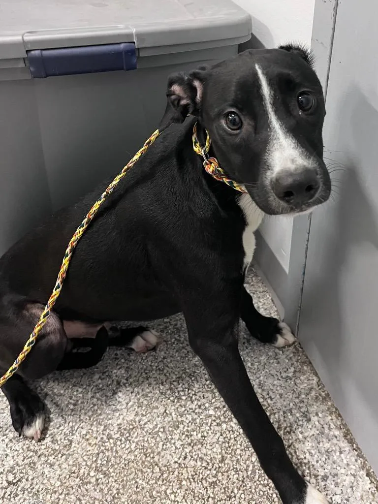 A baby medium-sized male Labrador Retriever dog named Buddy for adoption in Auburn, IN