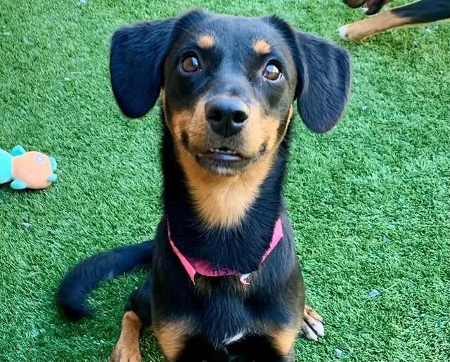A young small-sized female Black Beagle dog named SAVE ME PLEASE Peaches for adoption in San Marcos, CA