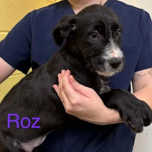 A baby medium-sized female Hound dog named Roz for adoption in Albany, NY