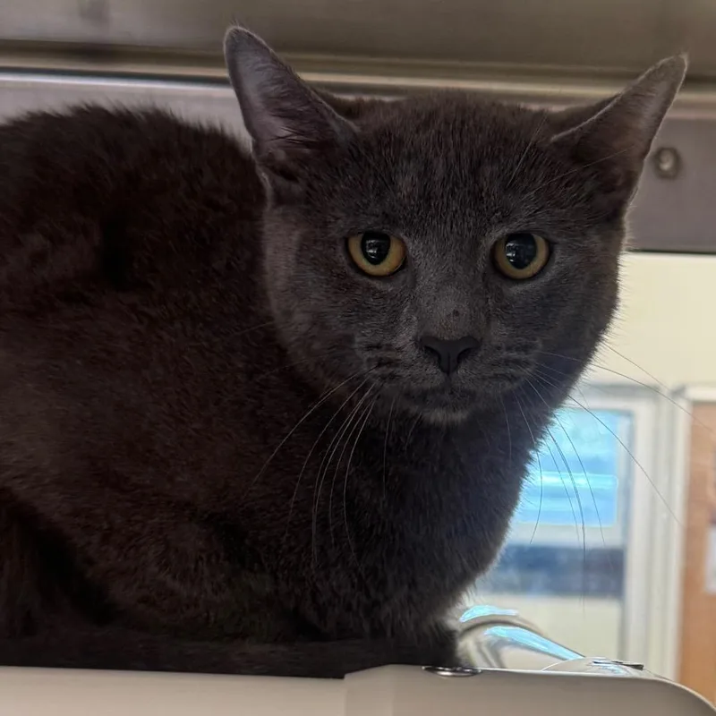 A young medium-sized male Gray / Blue / Silver Domestic Short Hair cat named Hayride for adoption in York, PA